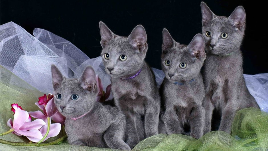 Европейская голубая короткошерстная кошка
