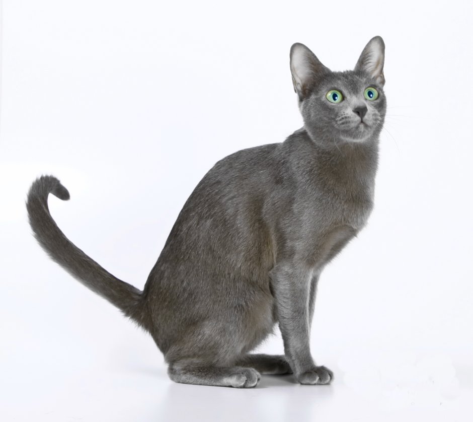 Серый Корат кот