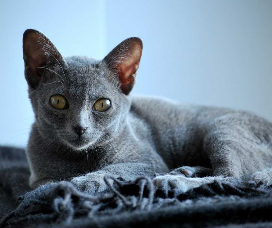 Корат кошка описание