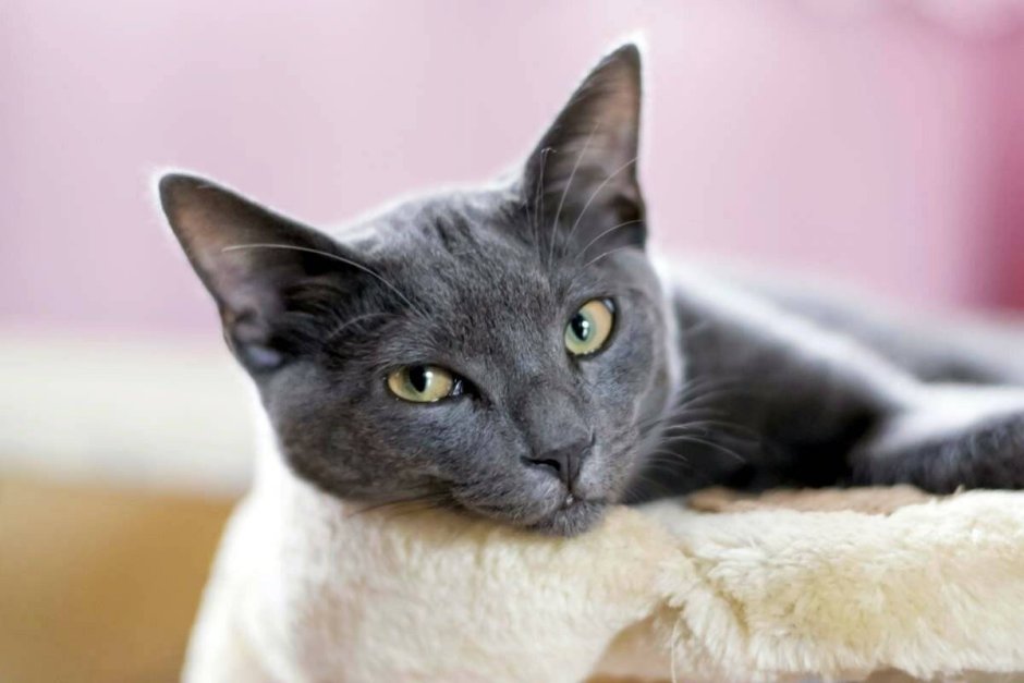 Тайская кошка Корат