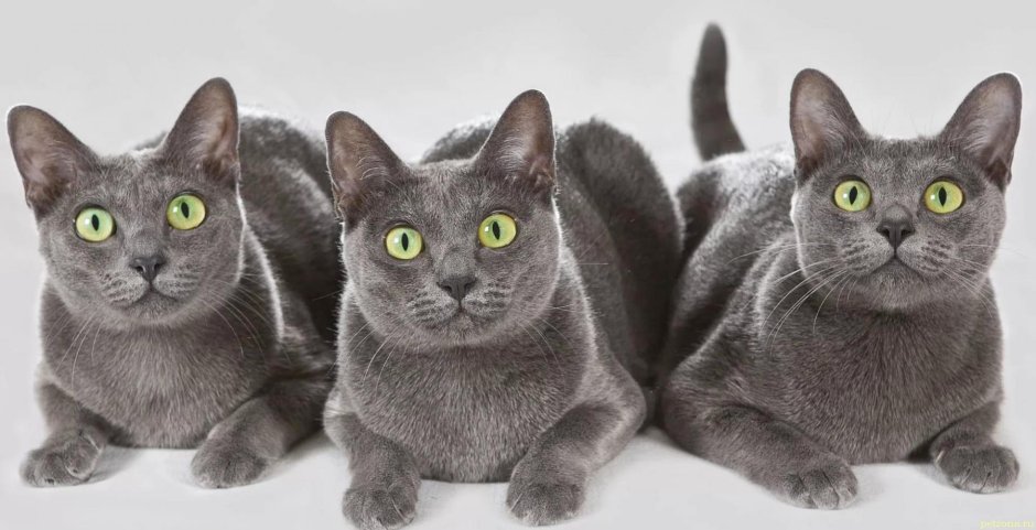 Корат (кошка)