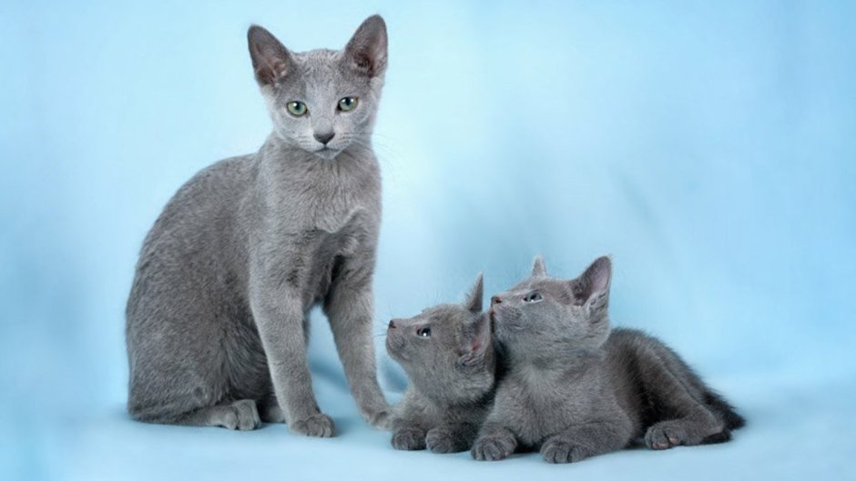 Корат (кошка)