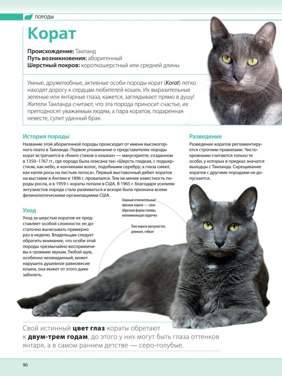 Азиатская дымчатая табби кошки