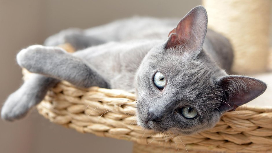 Cat percer