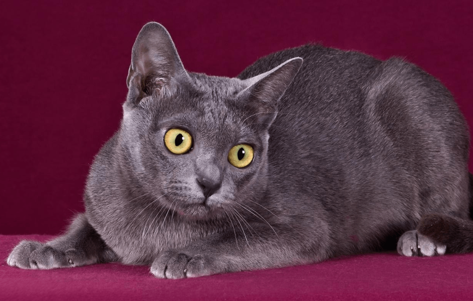 Корат Нибелунг