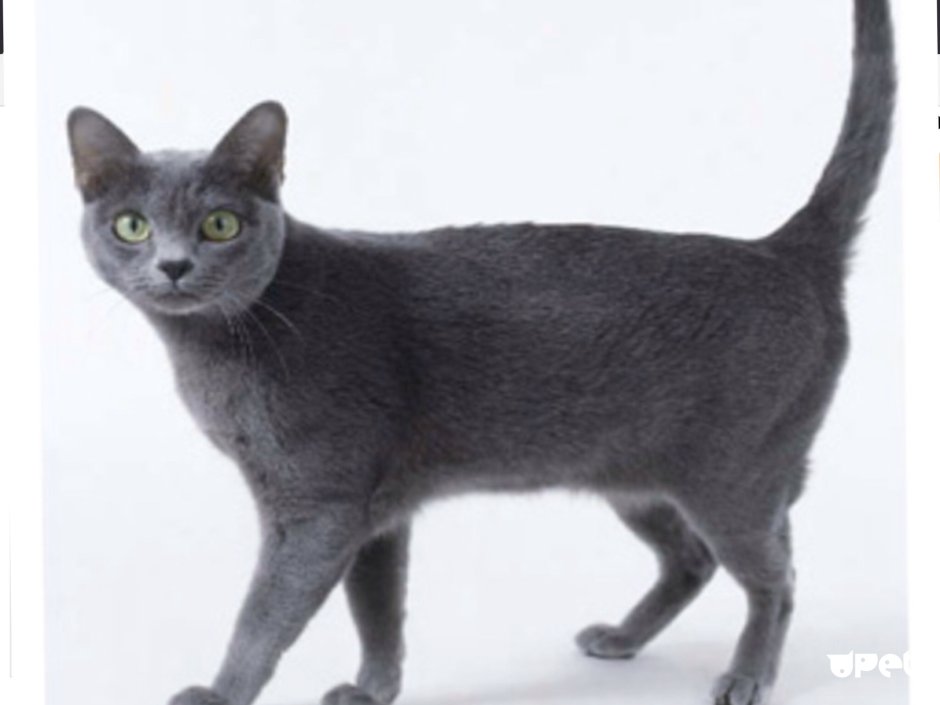 Русская голубая кошка