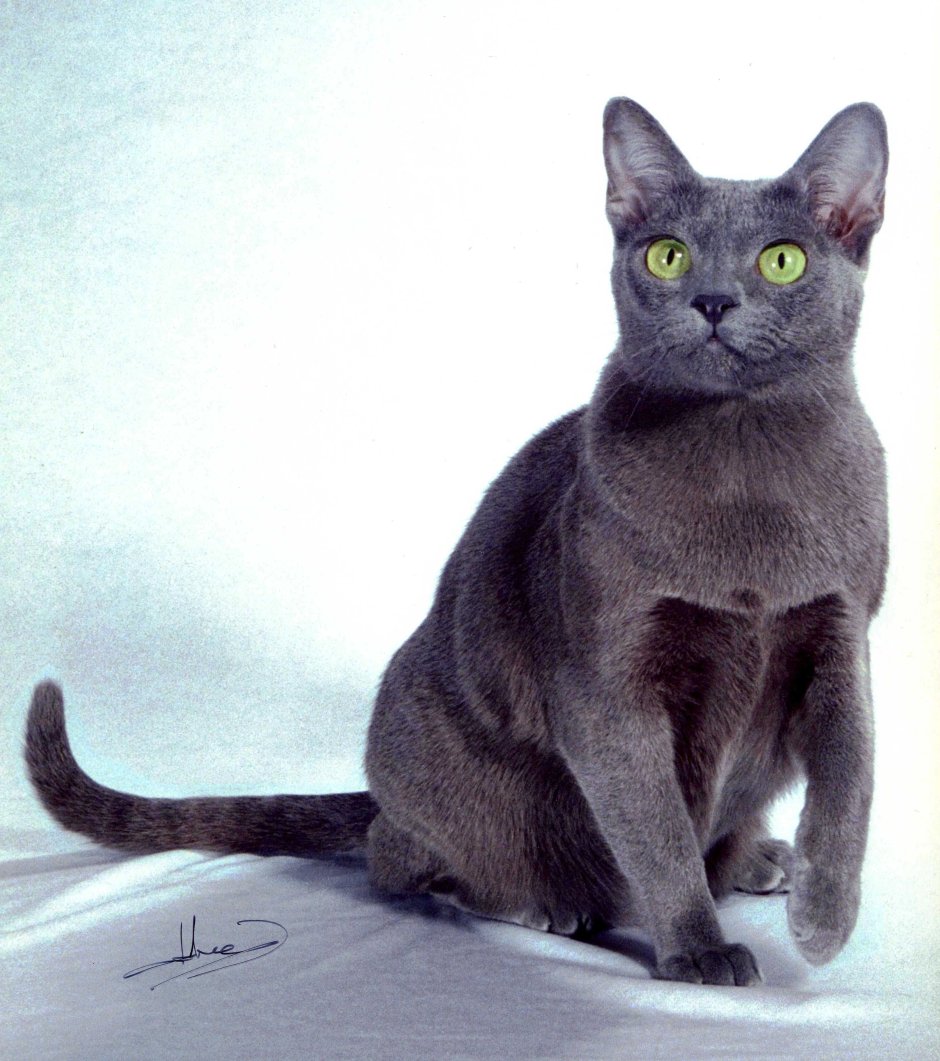 Корат шартрез Картезианская кошка