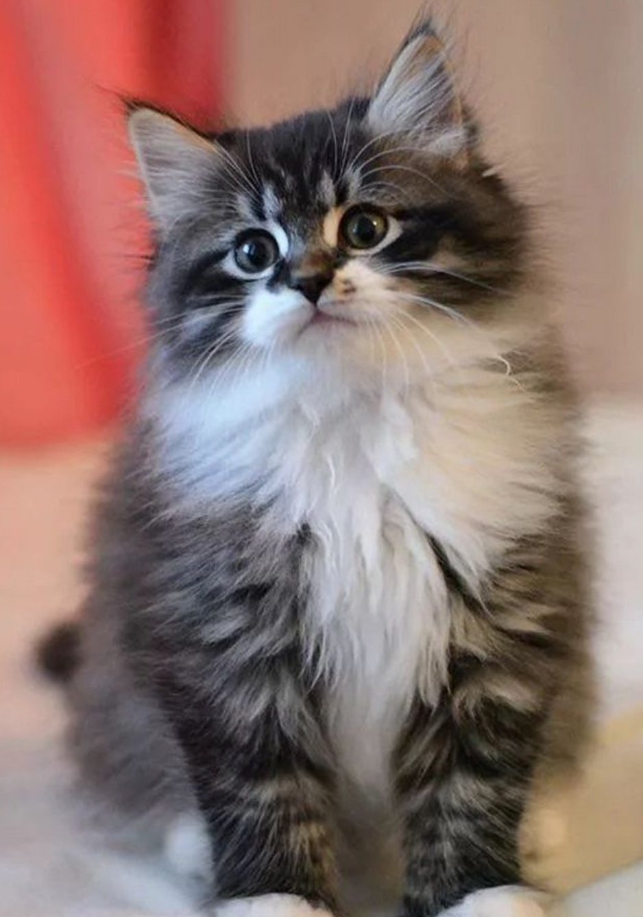 Сибирские котята Иваново