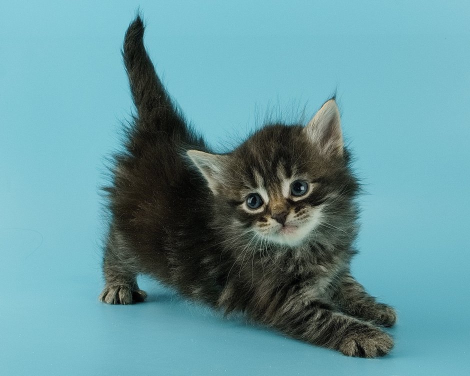 Сибирский длинношерстный кот