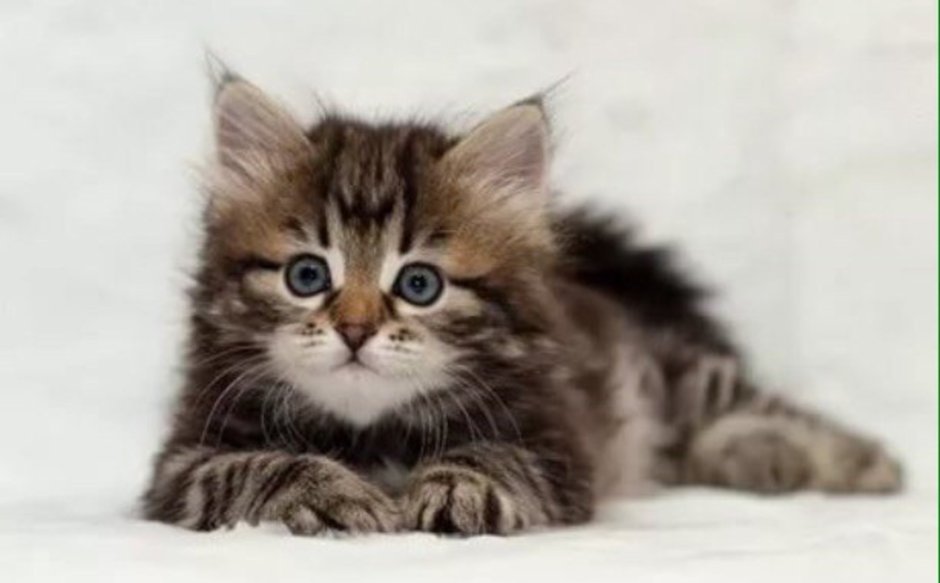 Сибирская голубая табби