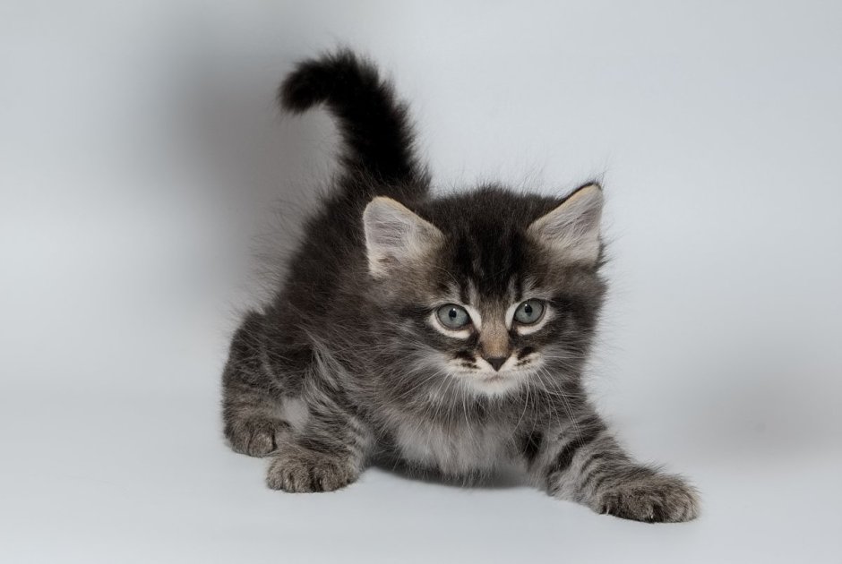 Сибирский котенок девочка