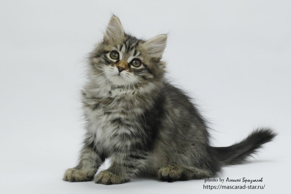 Сибирские котята лесного окраса