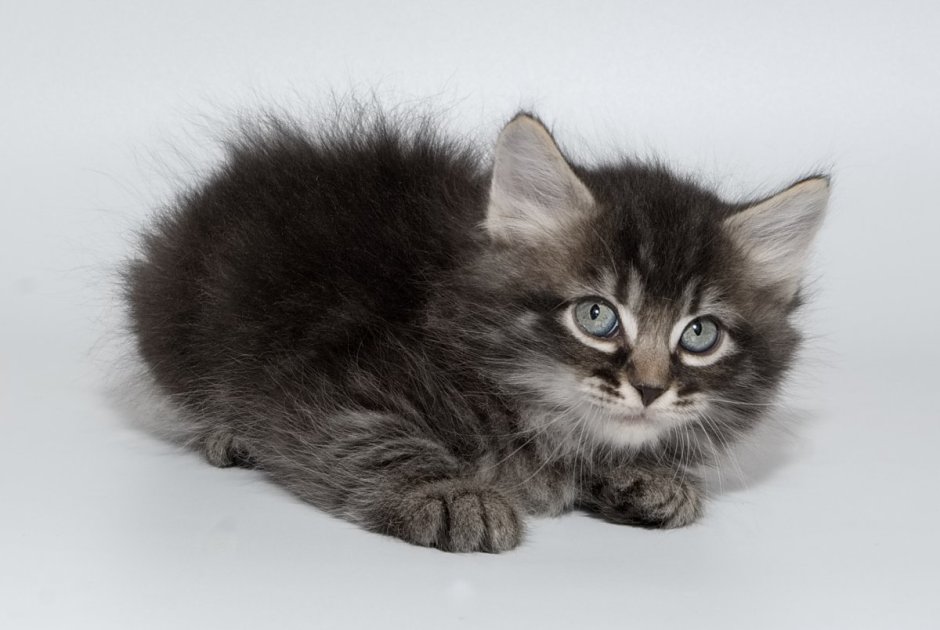 Сибирская кошка котята