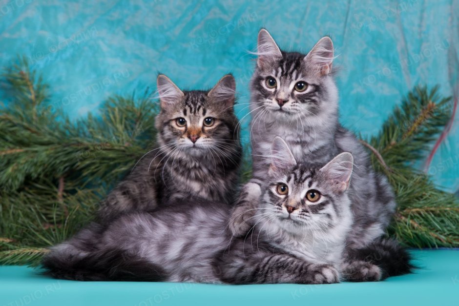 Котята сибирской породы