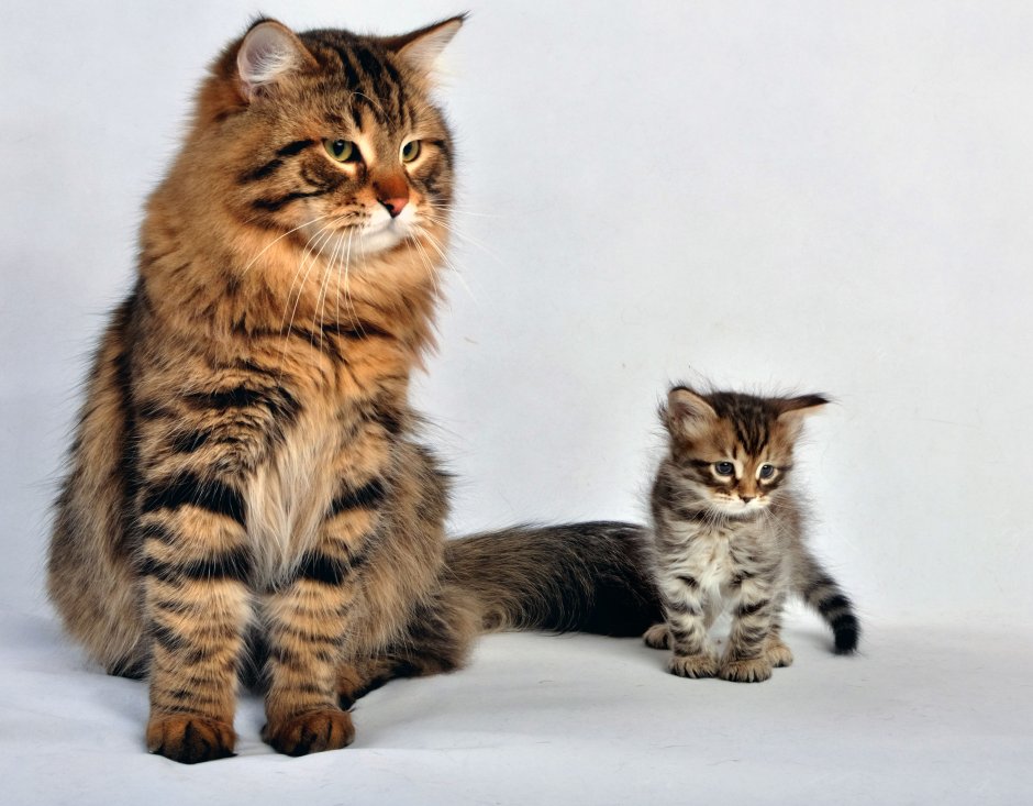 Сибирские котята