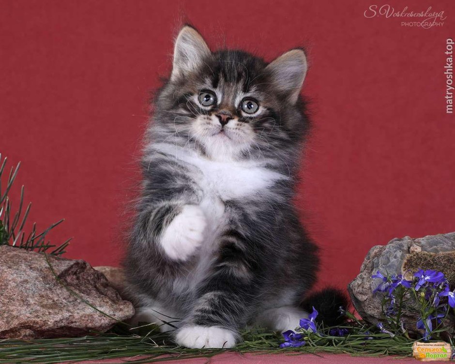 Сибирский котенок в пол года фото