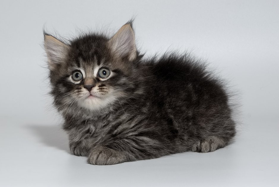 Много кошек сибирской породы