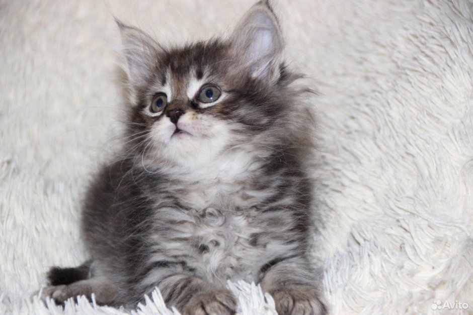 Сибирская голубая табби