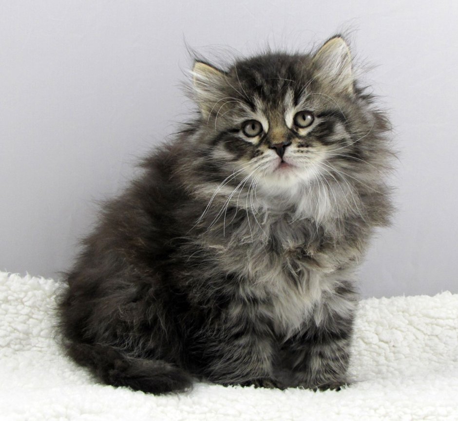 Сибирские котята