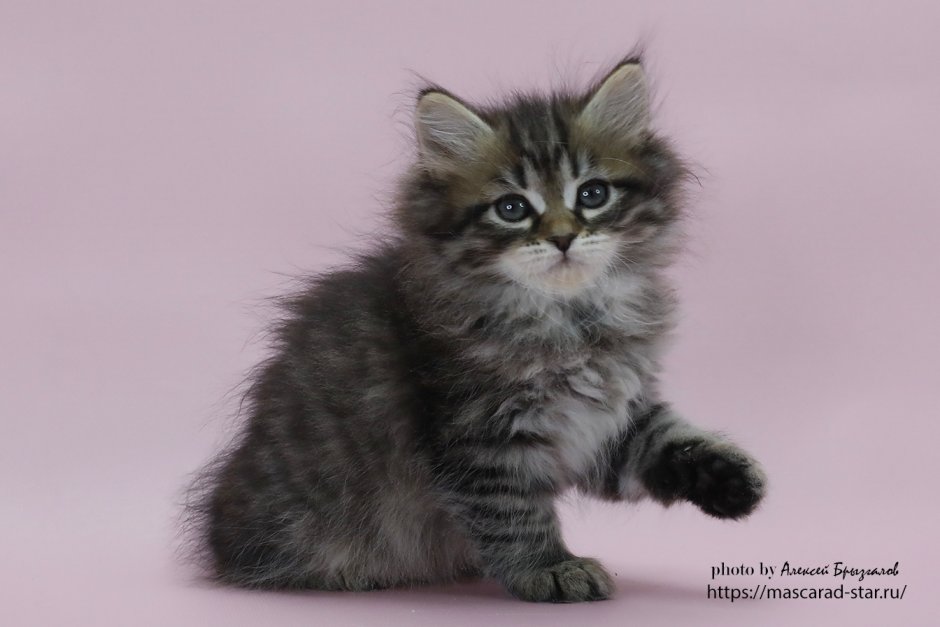 Сибирский кот