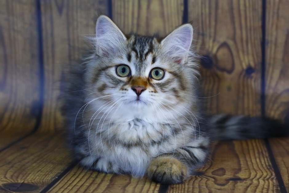 Сибирские котята питомник Москва