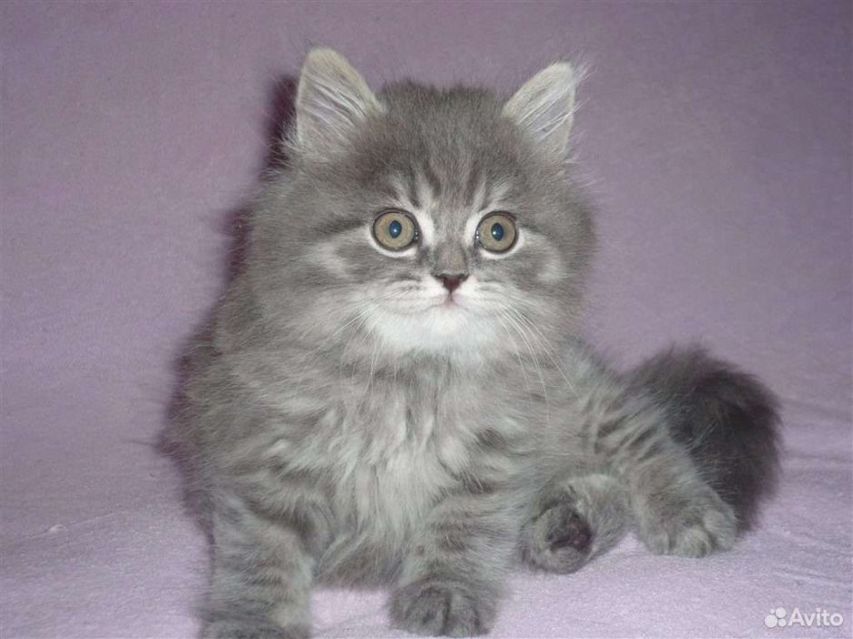 Сибирские котята