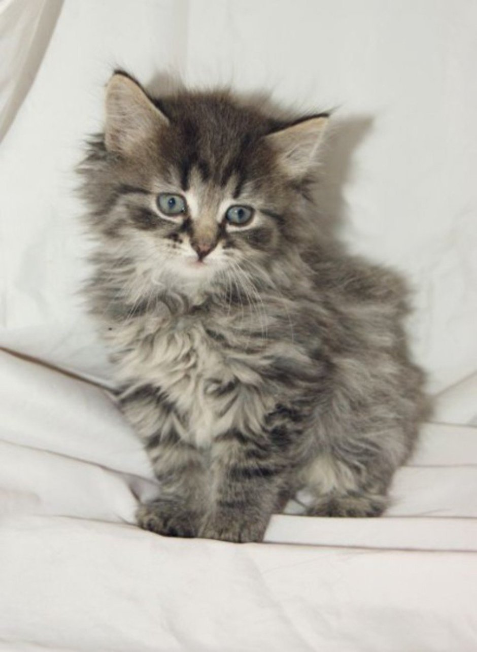 Сибирская карликовая кошка