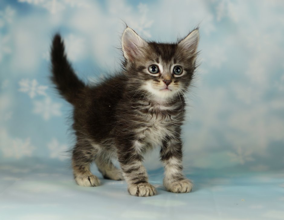 Сибирские котята