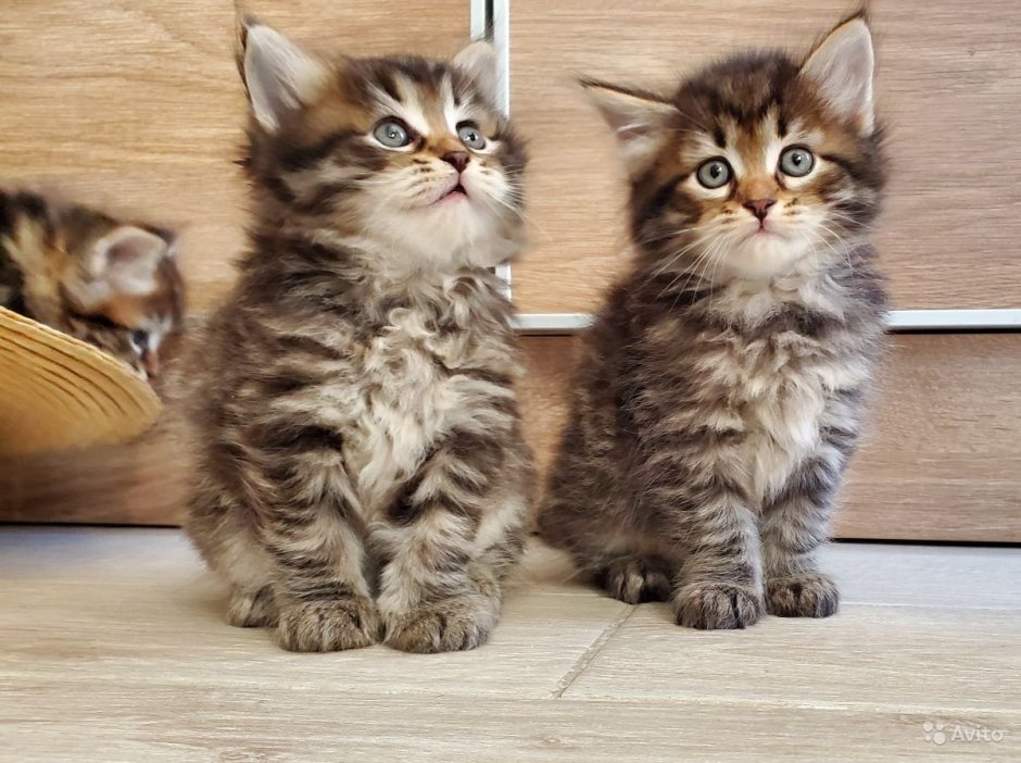 Сибирские котята девочки девочка