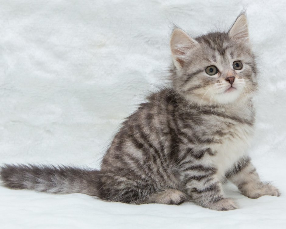 Пушистый котик