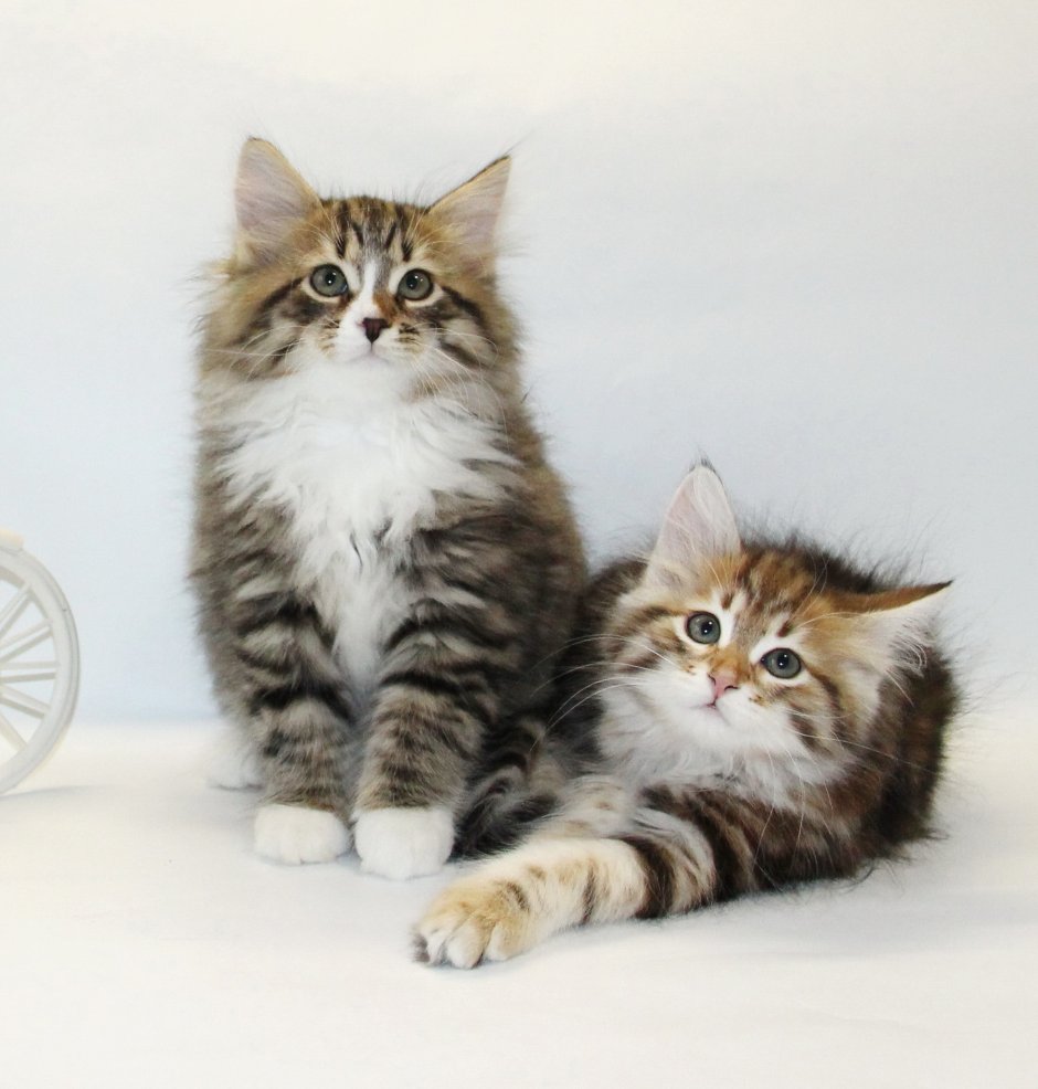 Сибирская кошка котята питомник