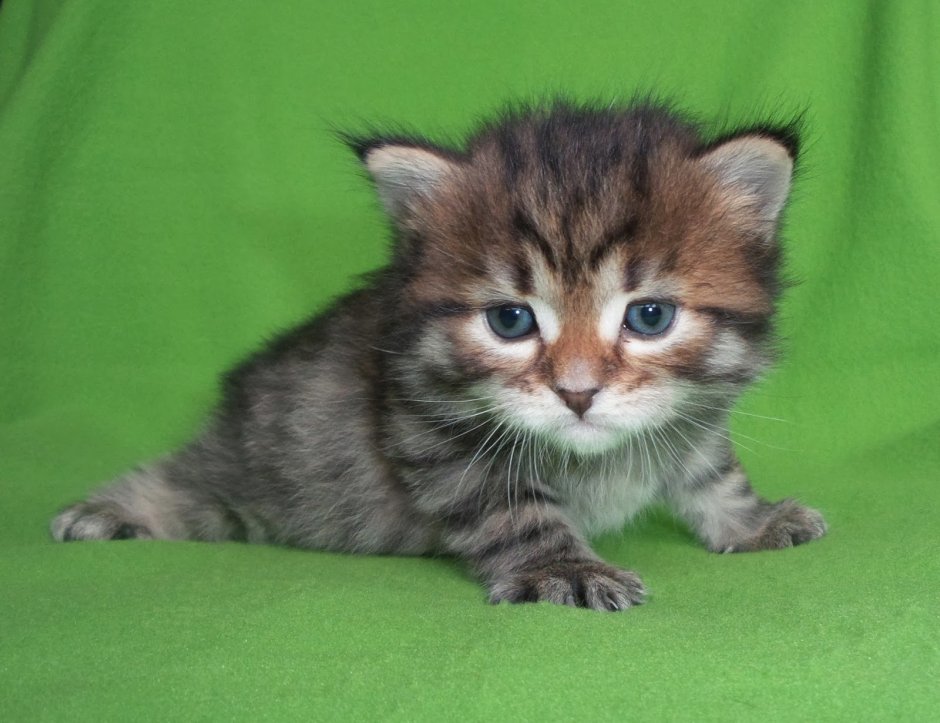 Сибирская кошка котята питомник