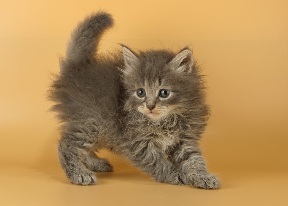 Сибирская кошка