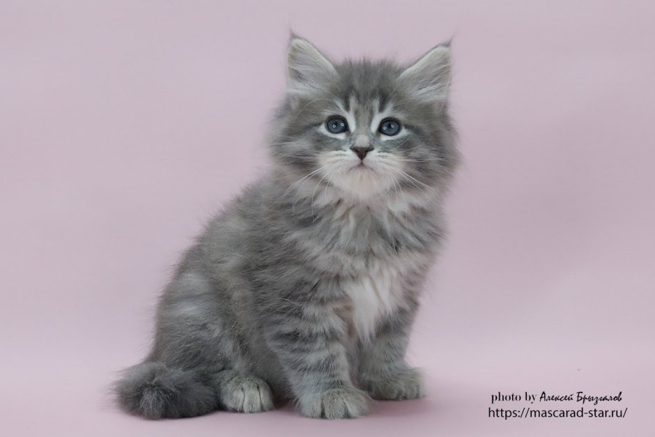 Манчкин Невская маскарадная