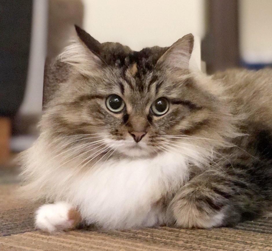 Сибирская кошка котята