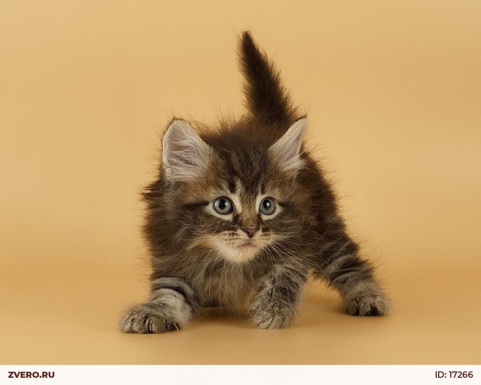 Сибирская порода кошек котята