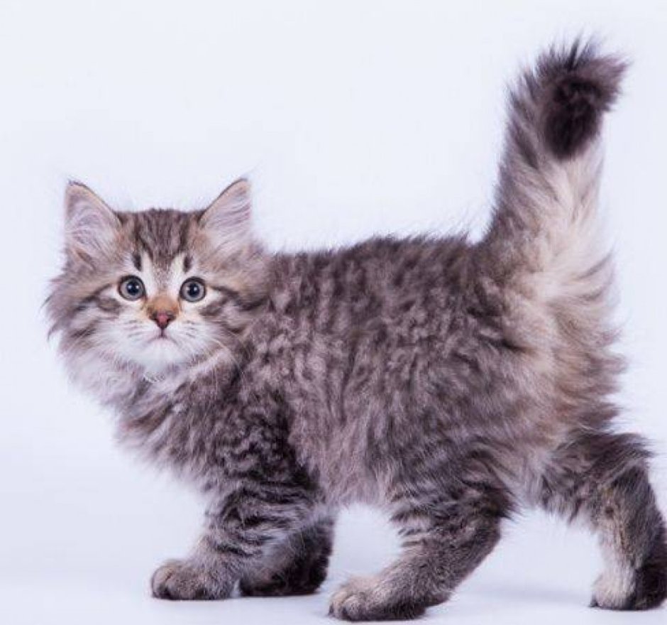 Сибирская кошка окрас табби