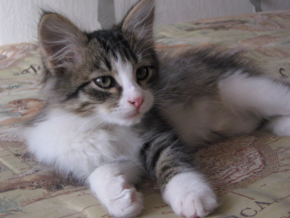 Котята сибирской породы маленькие