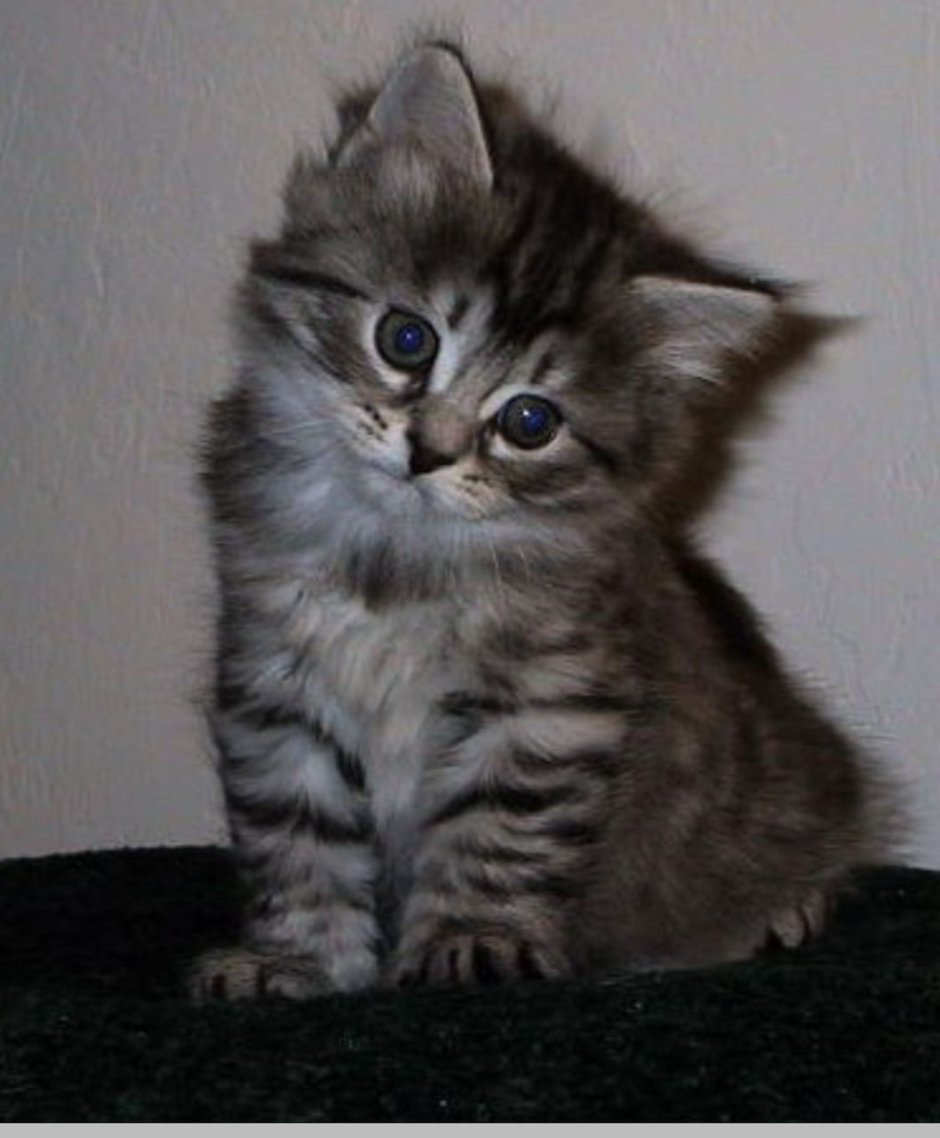 Котята похожие на сибирских