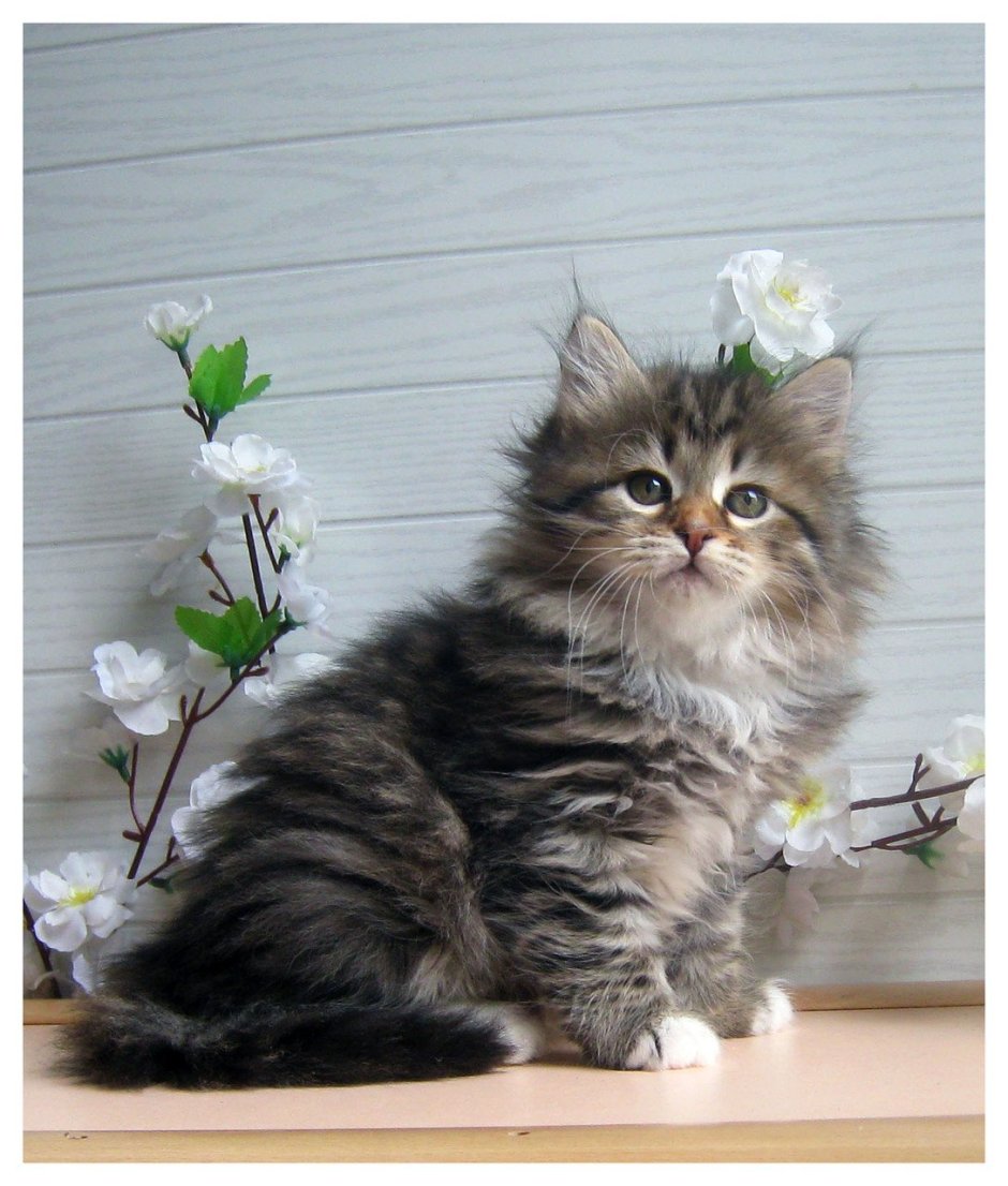Сибирские котята