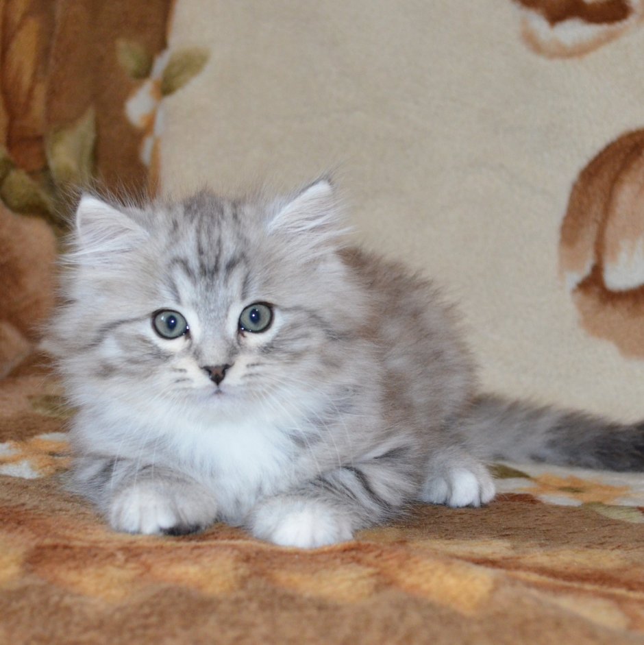 Сибирская кошка котята