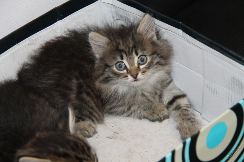 Тигода питомник сибирских кошек