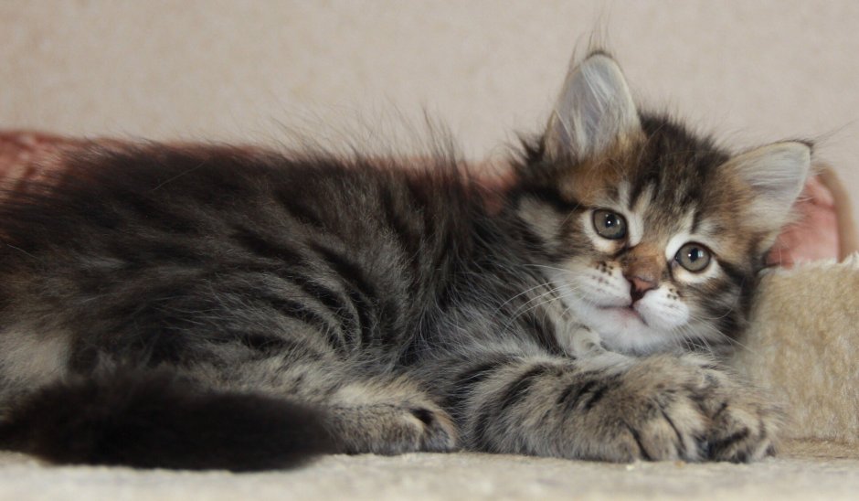 Кошки Сибирские в хорошие руки