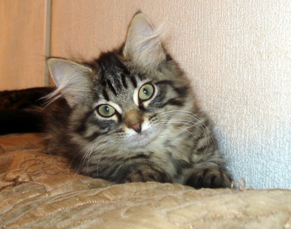 Сибиряк полосатый котенок