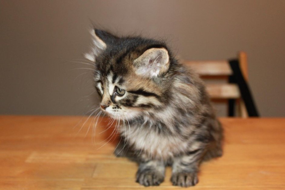 Норвежский Лесной кот