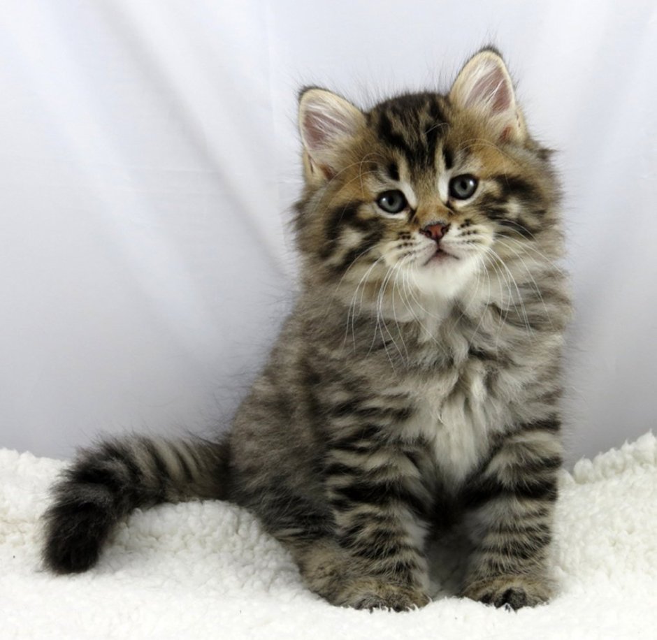 Котенок лесного окраса