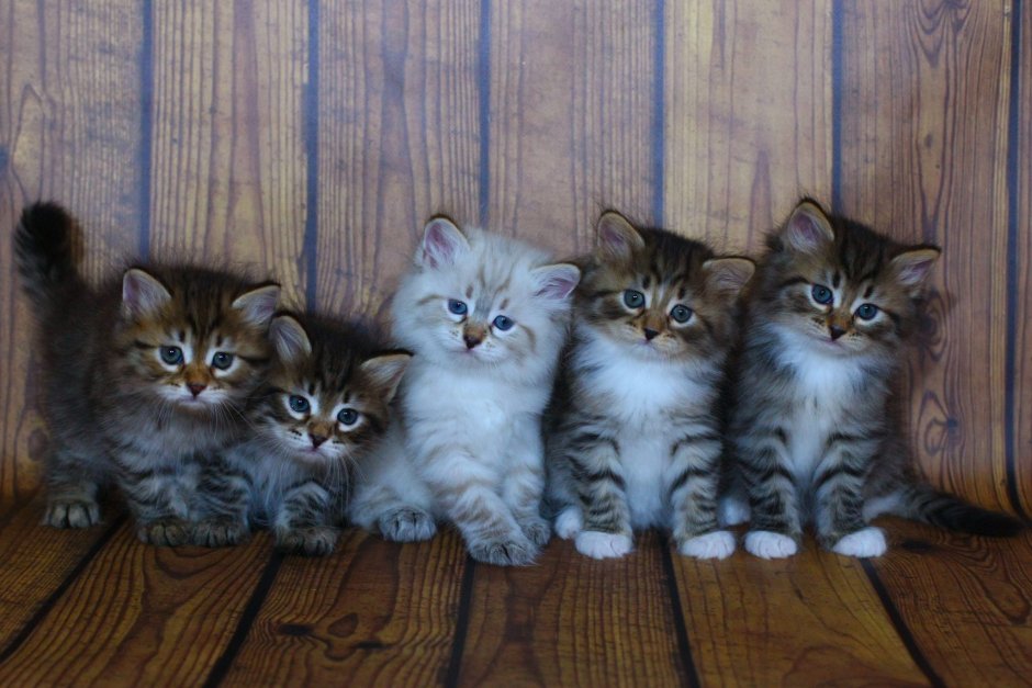 Сибирские котята 1.5мес полосатые