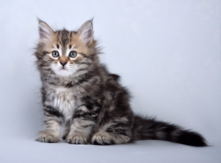 Сибирская голубая табби