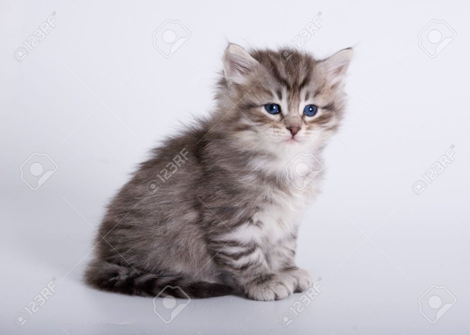 Сибирские тигровые котята