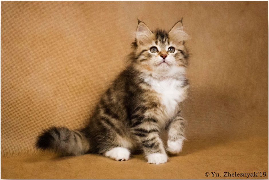 Сибирская кошка котята питомник
